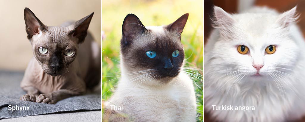 bild på kattraserna sphynx, thai och turkisk angora