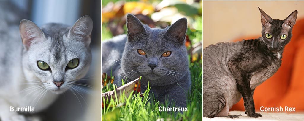 bild på kattraserna burmilla, chartreux och cornish rex