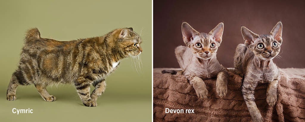 bild på kattraserna cymric och devon rex