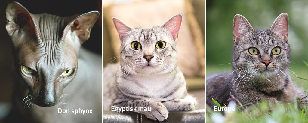 bild på kattraserna don sphynx, egyptisk mau och europe
