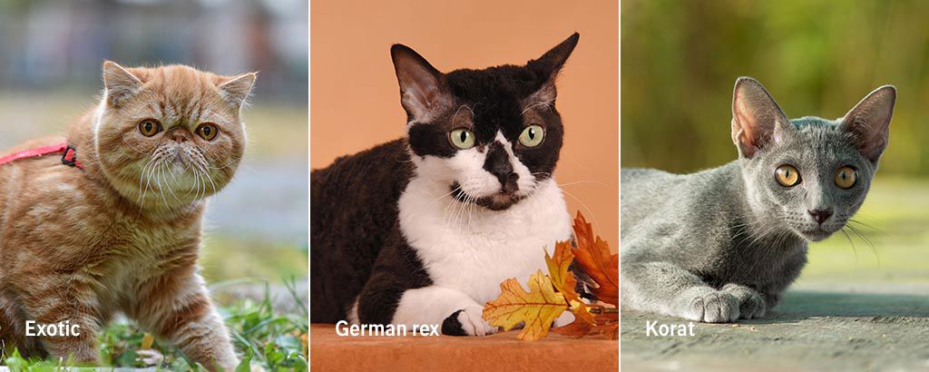 bild på kattraserna exotic, german rex och korat