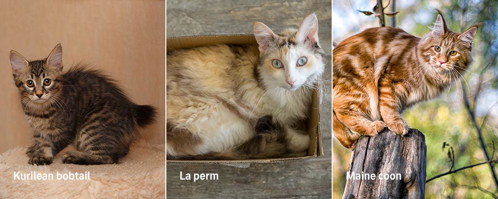 bild på kattraserna Kurilean bobtail, la perm och maine coon