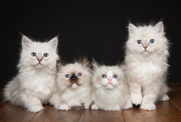 fyra söta kattungar av rasen ragdoll