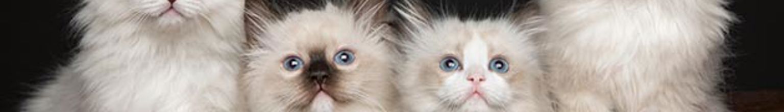 fyra söta kattungar av rasen ragdoll