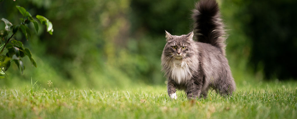 Katt av rasen maine coon med fluffig svans går på gräsmatta