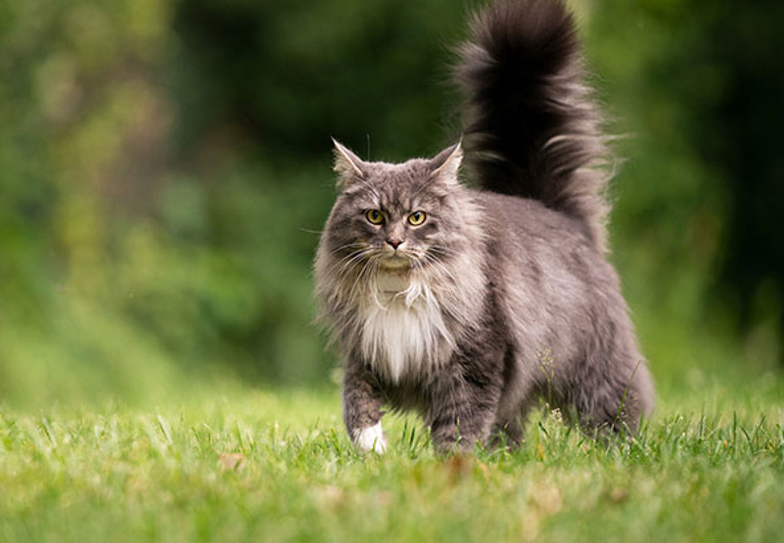 Katt av rasen maine coon med fluffig svans går på gräsmatta