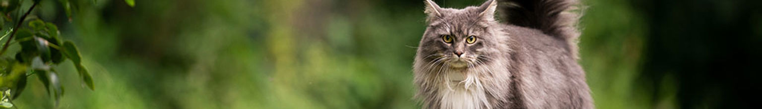 Katt av rasen maine coon med fluffig svans går på gräsmatta