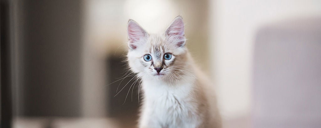En katt av rasen neva masquerade med suddig bakgrund