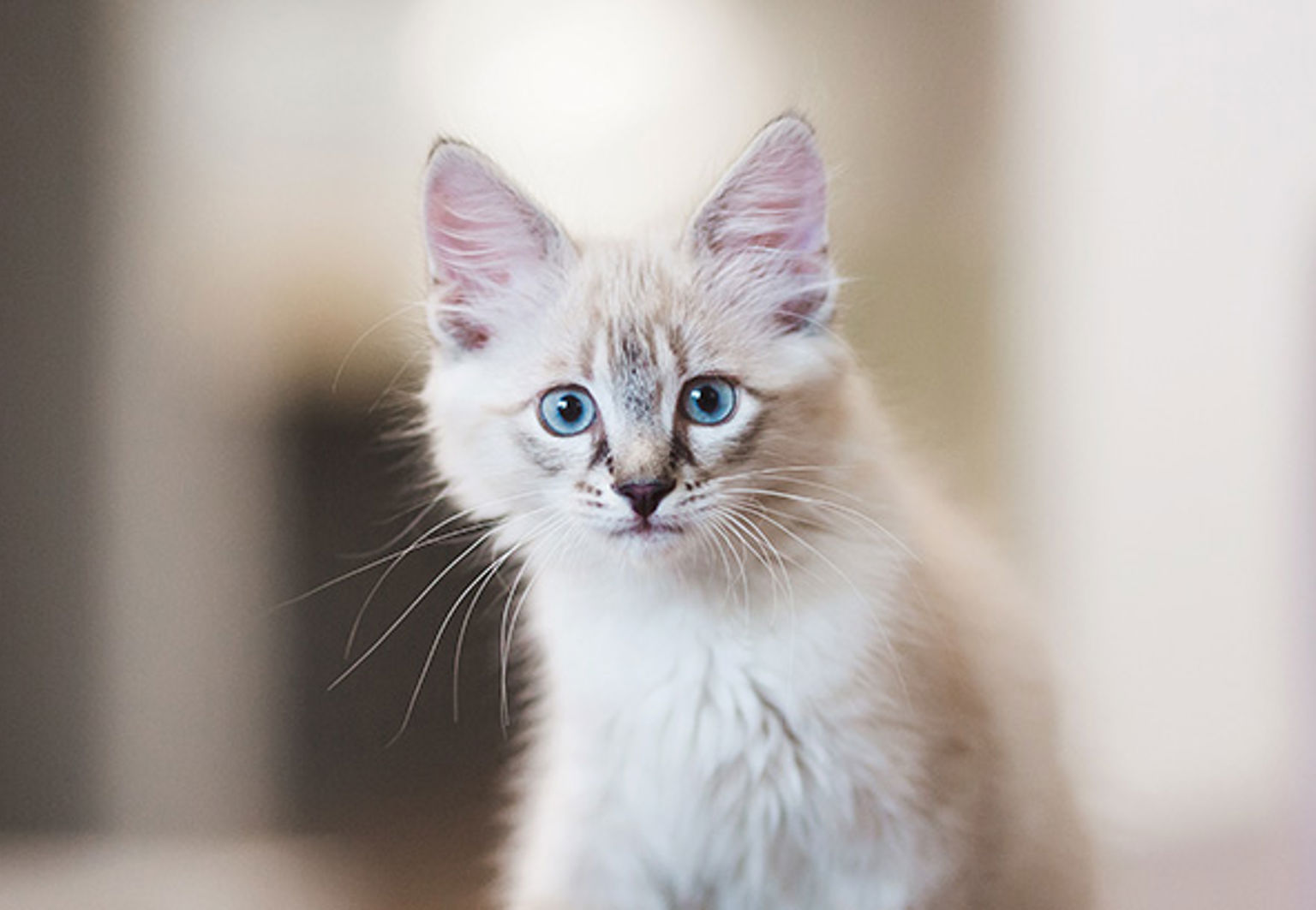 En katt av rasen neva masquerade med suddig bakgrund