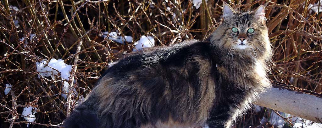 Katt med vinterpäls utomhus på vintern