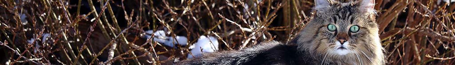 Katt med vinterpäls utomhus på vintern