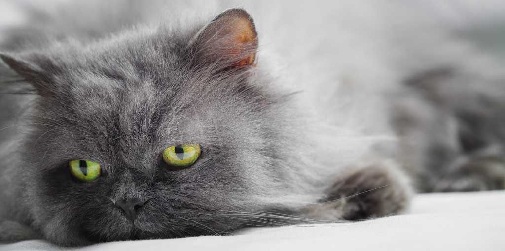 Katt av rasen perser med gulgröna ögon ligger och vilar