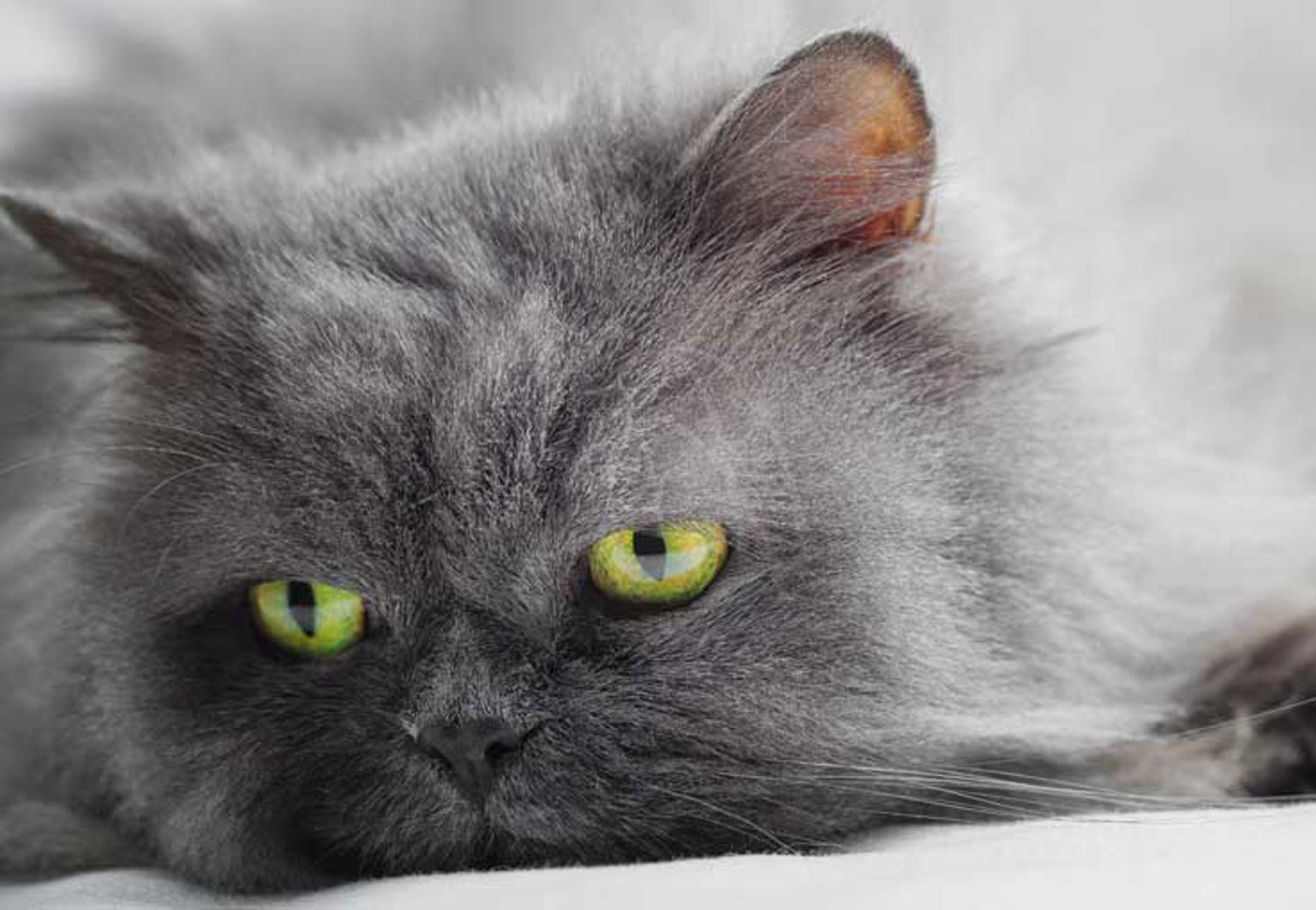 Katt av rasen perser med gulgröna ögon ligger och vilar