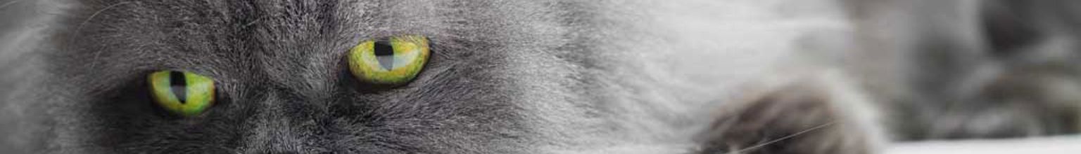 Katt av rasen perser med gulgröna ögon ligger och vilar