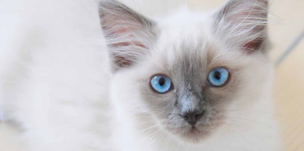 Närbild på katt av rasen Ragdoll med blå ögon tittar in i kameran