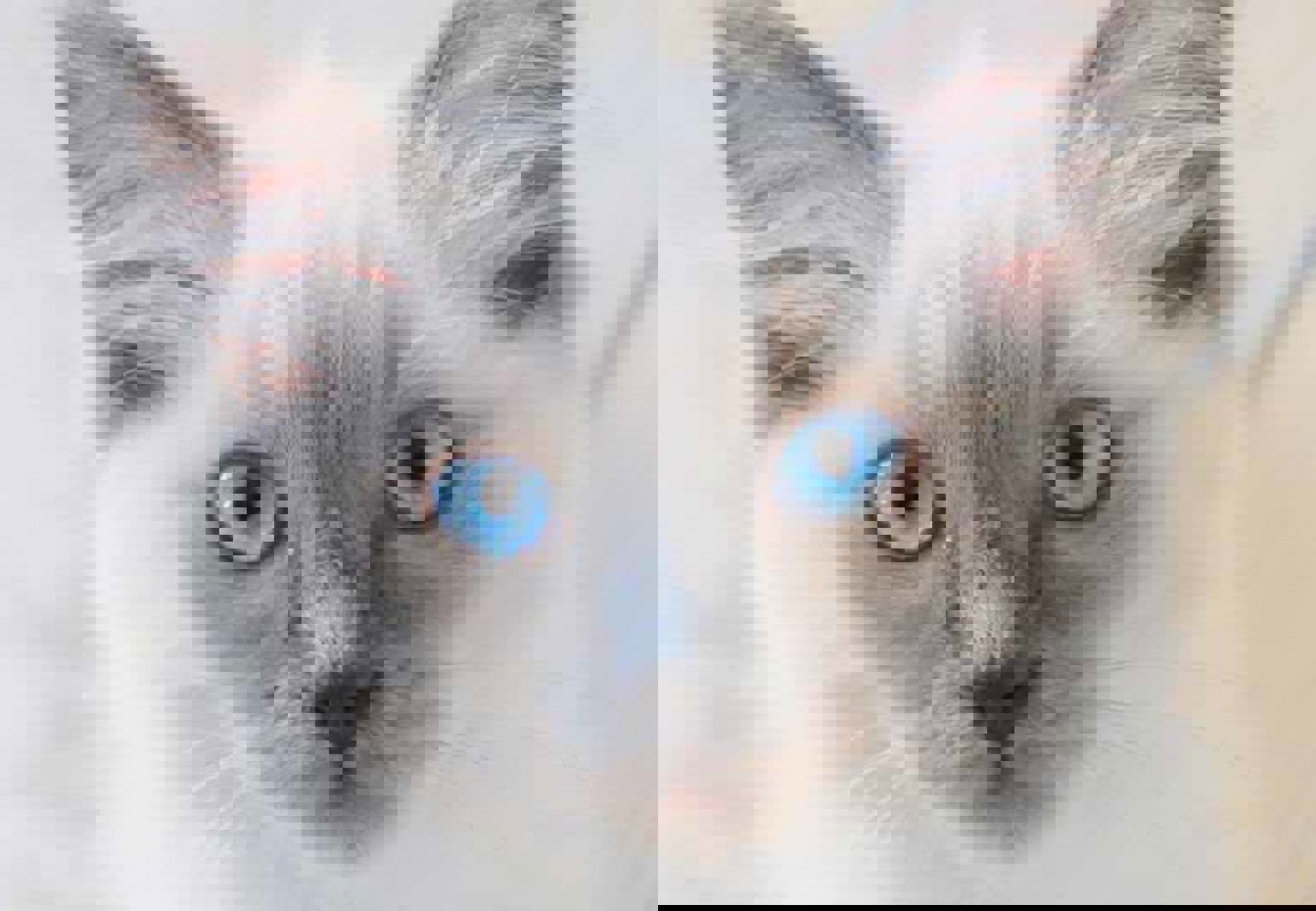 Närbild på katt av rasen Ragdoll med blå ögon tittar in i kameran