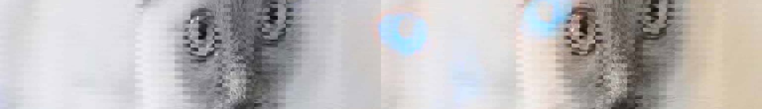 Närbild på katt av rasen Ragdoll med blå ögon tittar in i kameran