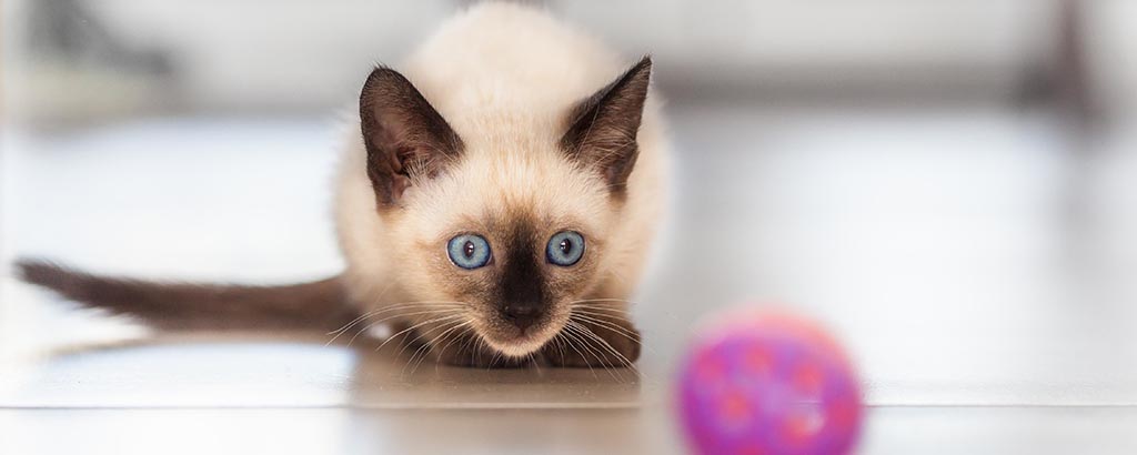 Katt av rasen siames har fått syn på en knallrosa boll