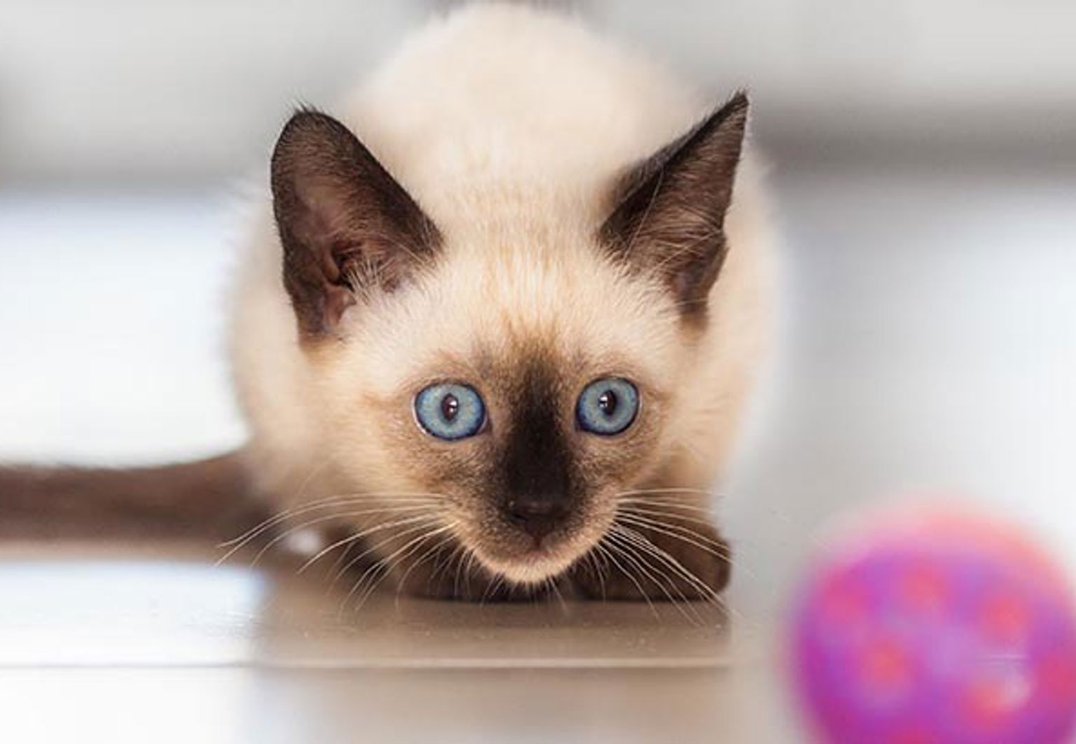 Katt av rasen siames har fått syn på en knallrosa boll