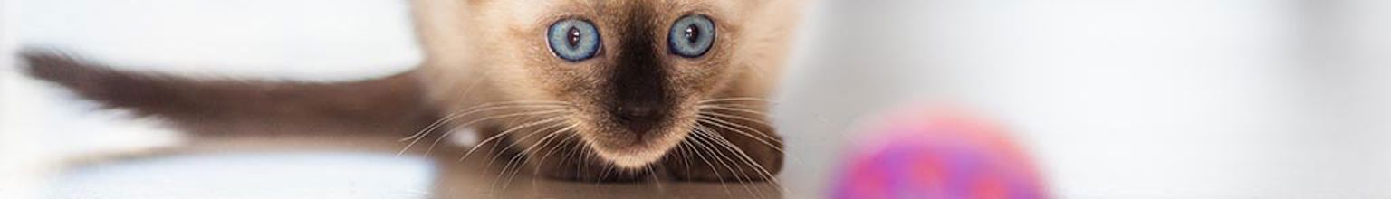 Katt av rasen siames har fått syn på en knallrosa boll