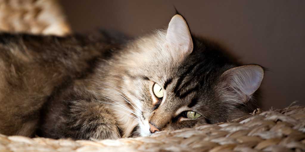 Sibirisk katt ligger i kattkorg i solljus