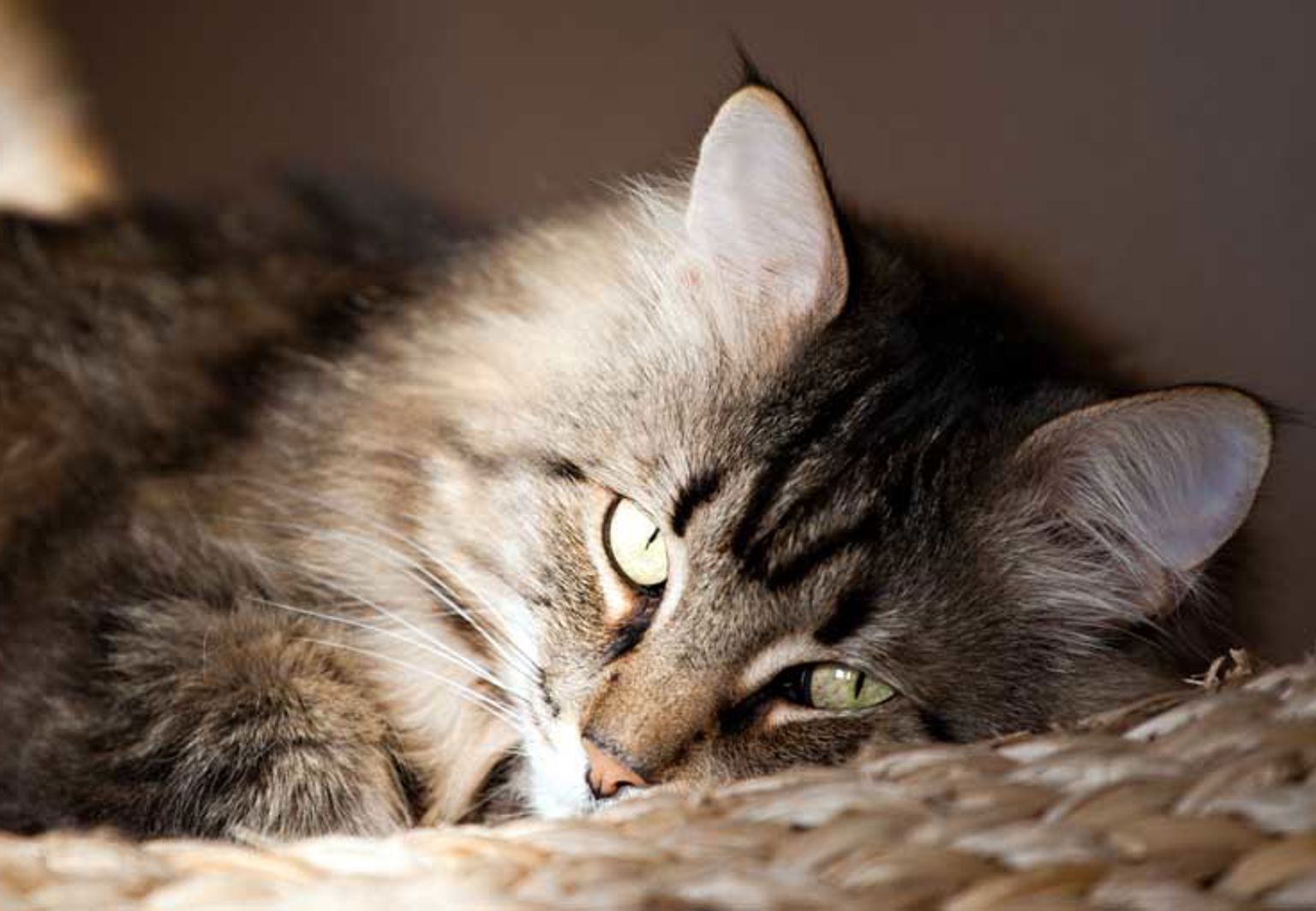 Sibirisk katt ligger i kattkorg i solljus