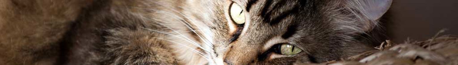 Sibirisk katt ligger i kattkorg i solljus