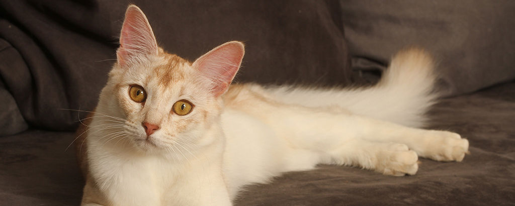 Katt av rasen Somali ligger ner i soffa