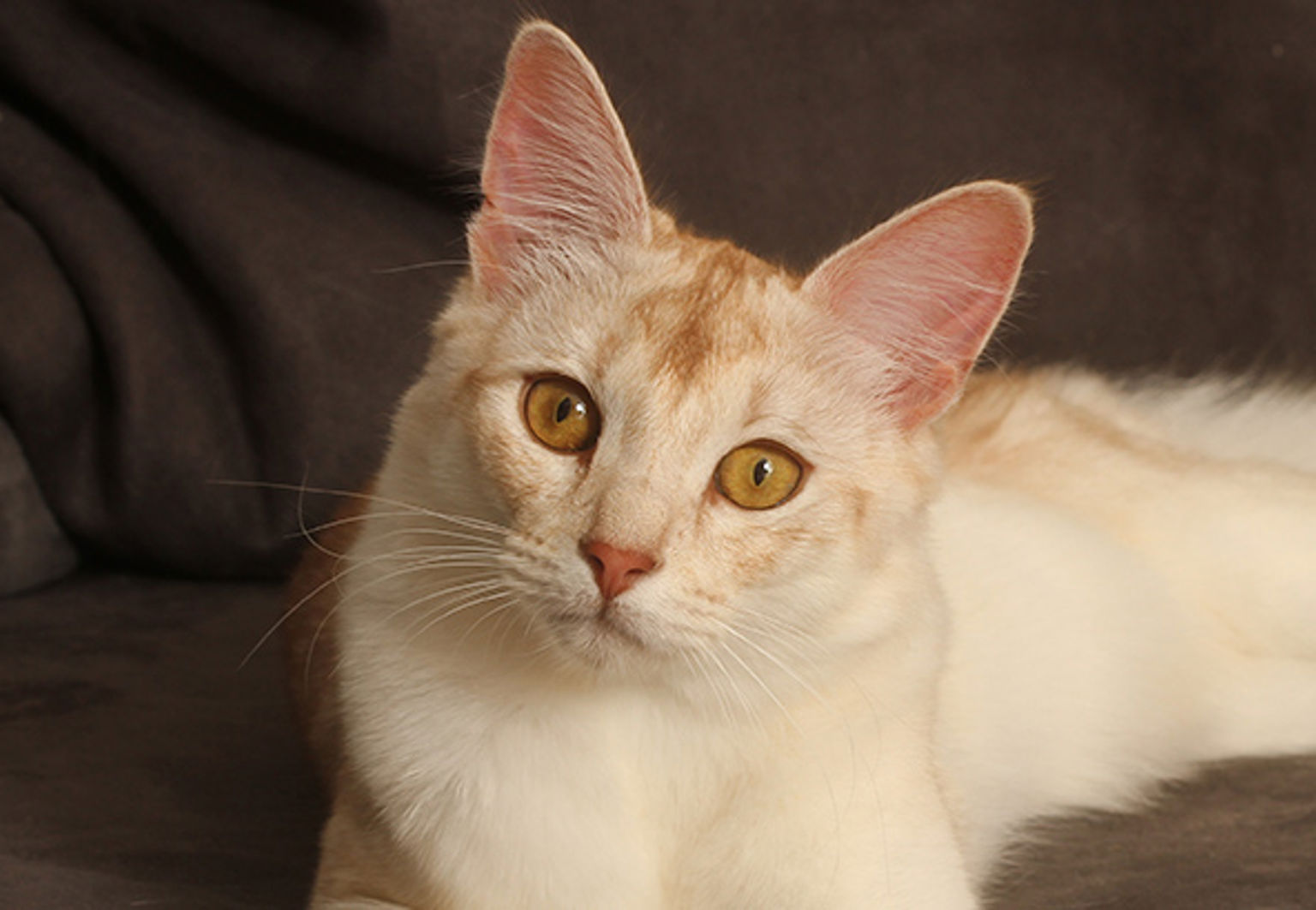 Katt av rasen Somali ligger ner i soffa