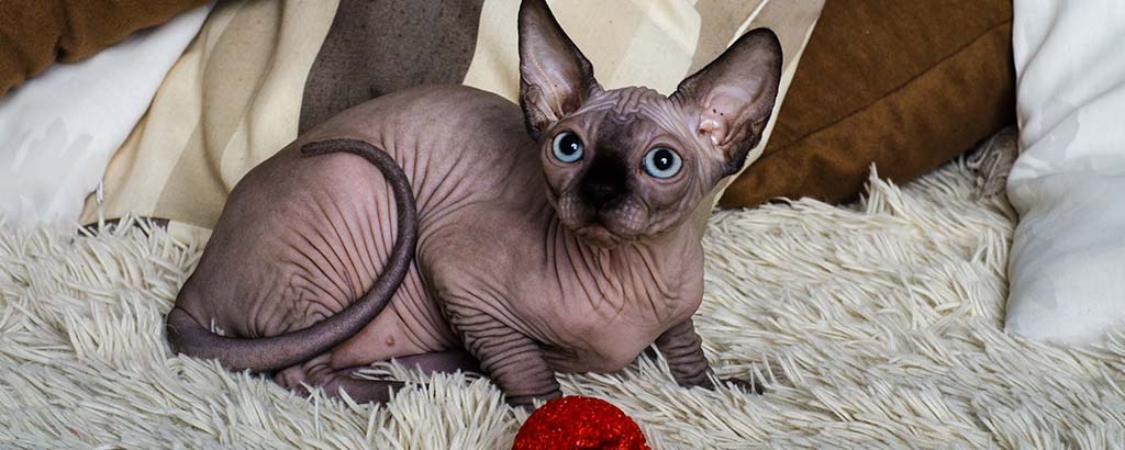 En katt av rasen Sphynx sitter på en fluffig matta