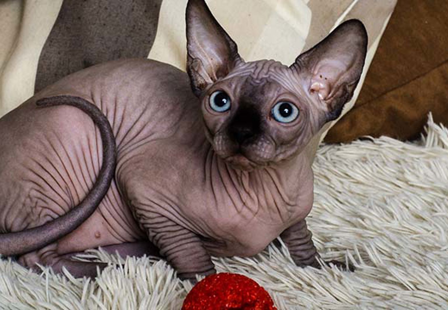 En katt av rasen Sphynx sitter på en fluffig matta