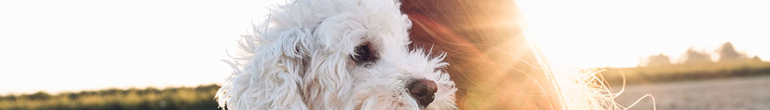 Matte bär en hund i famnen ute i solen