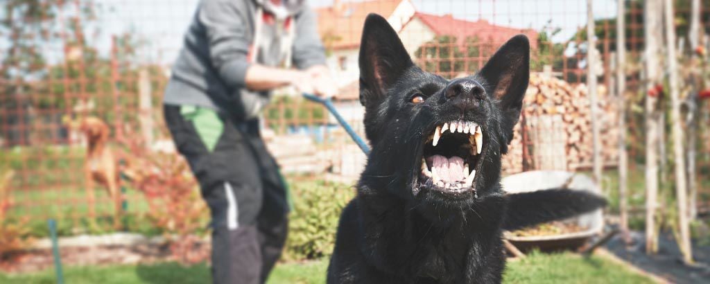 Ilsken hund drar i koppel i trädgården