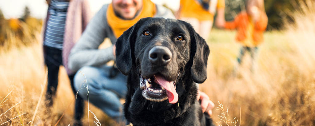 Glad hund på utflykt med familjen