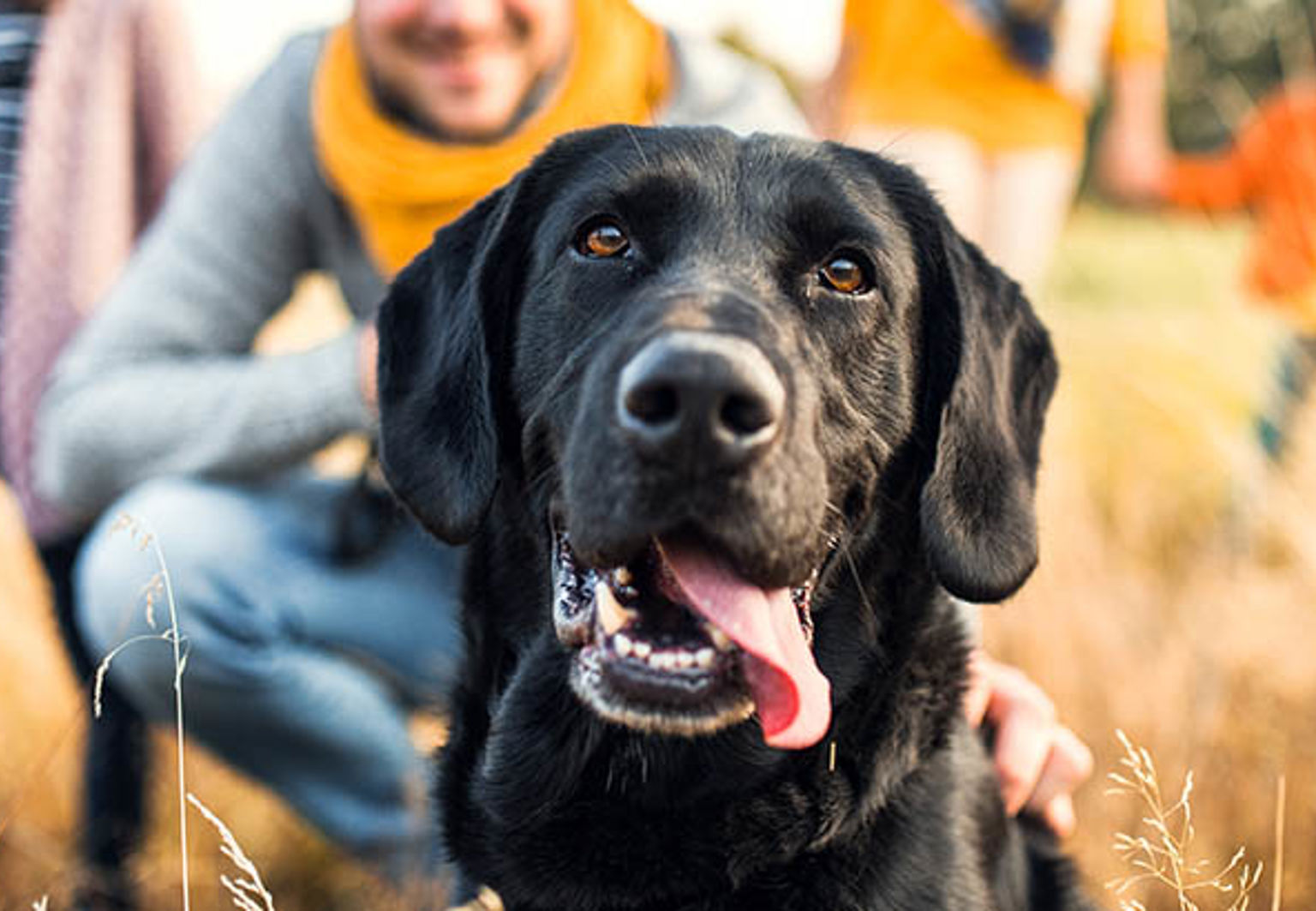 Glad hund på utflykt med familjen