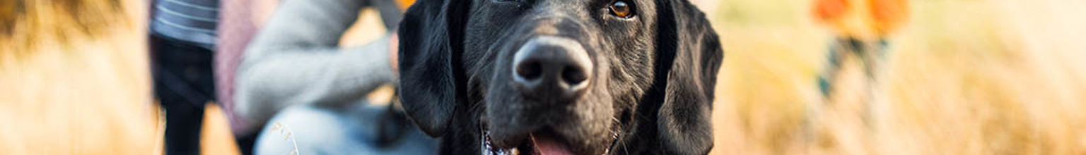 Glad hund på utflykt med familjen