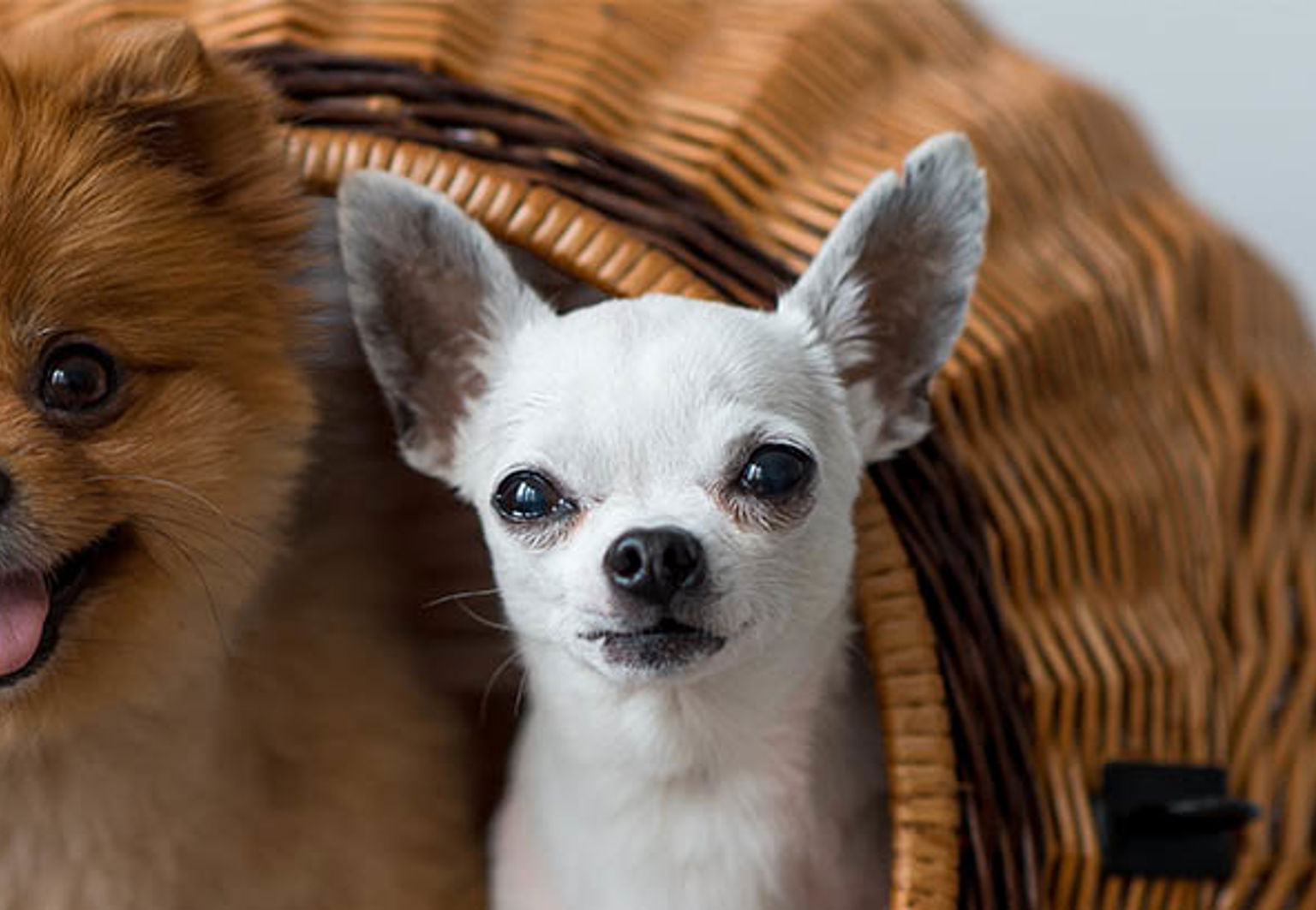 Två hundar tittar ut från en hundkorg