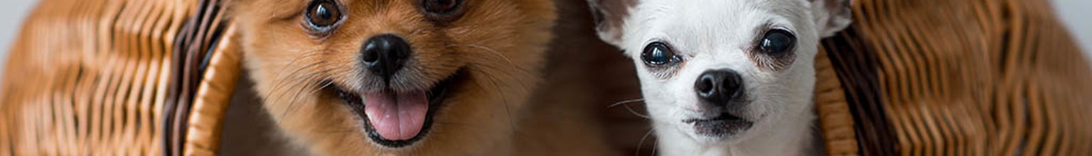 Två hundar tittar ut från en hundkorg