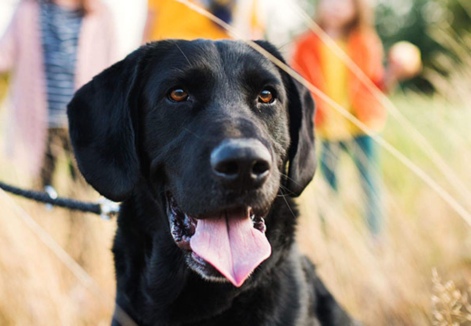 En glad hund som är på promenad med familjen