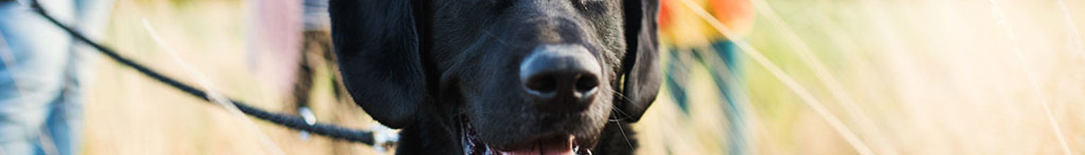 En glad hund som är på promenad med familjen