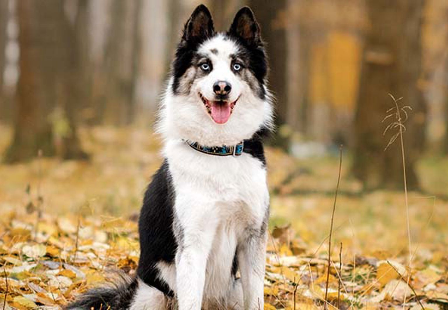 Hund av rasen jakutskaja laika sitter ute bland höstlöv