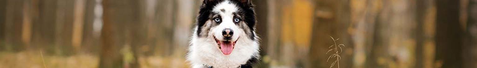 Hund av rasen jakutskaja laika sitter ute bland höstlöv