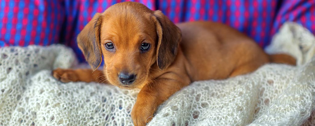 Liten hundvalp ligger på en filt i soffan