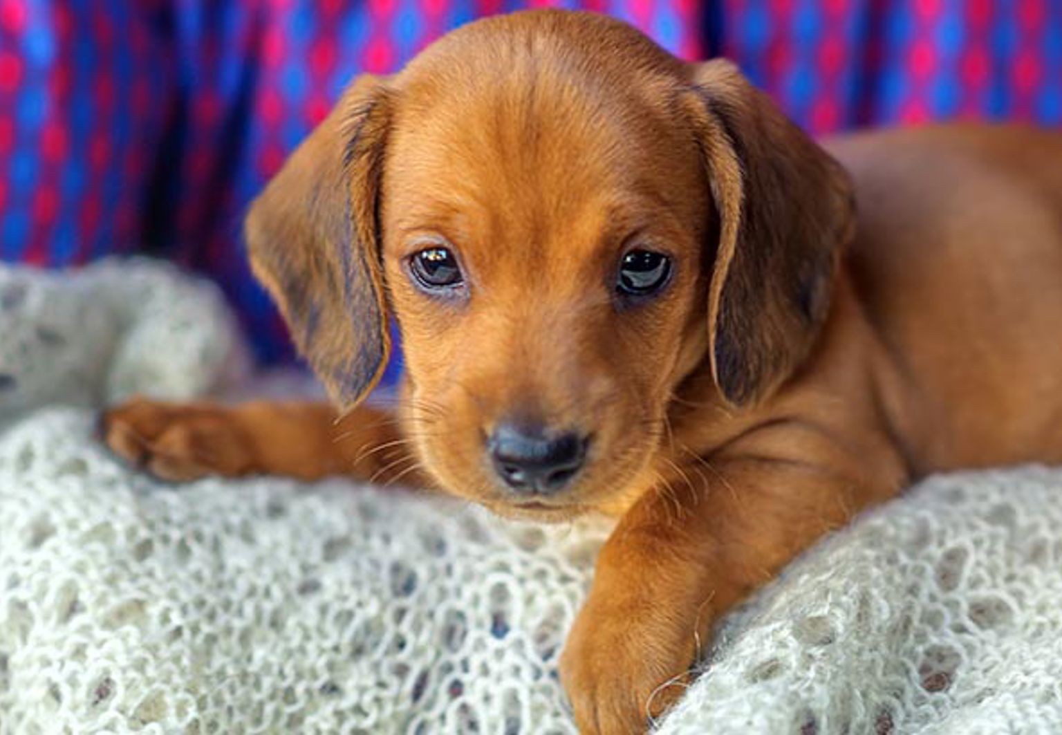Liten hundvalp ligger på en filt i soffan