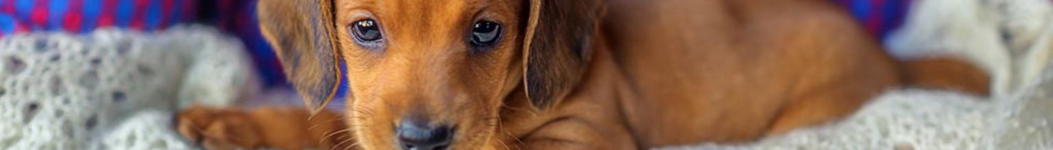 Liten hundvalp ligger på en filt i soffan