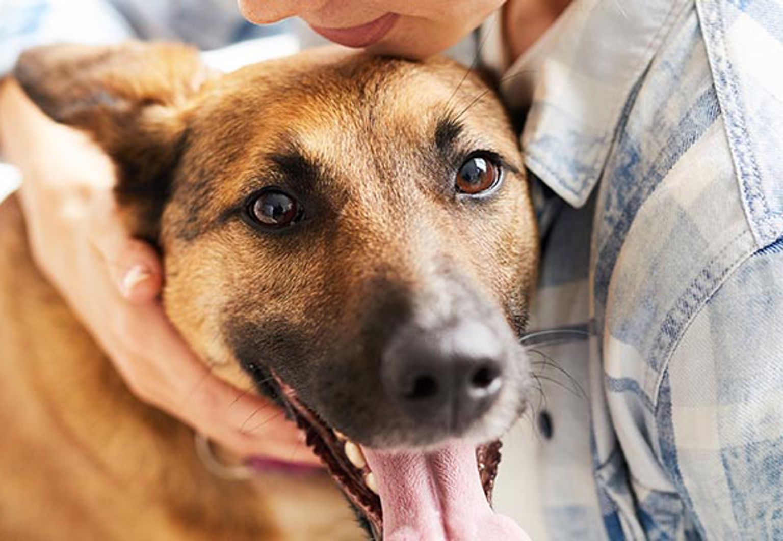 Matte kramar om sin hund