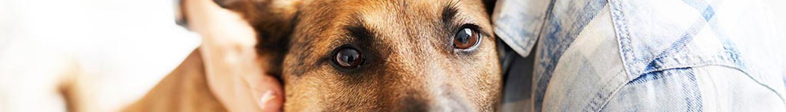 Matte kramar om sin hund