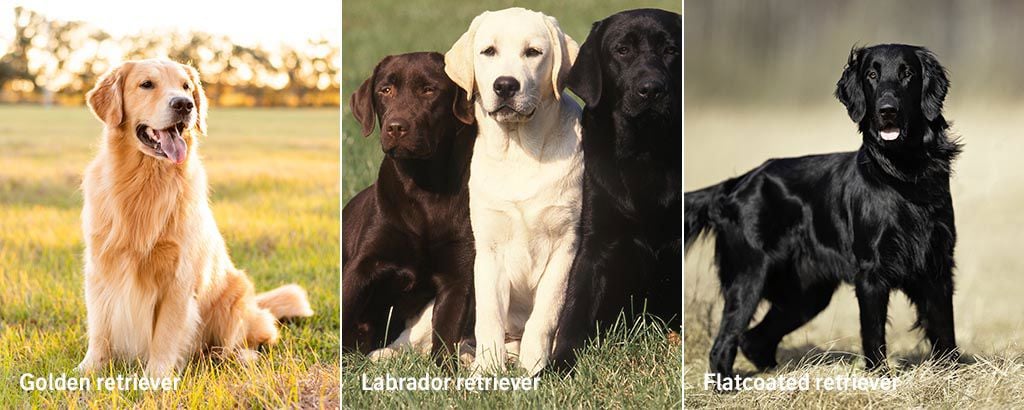 Ett collage av familjevänliga hundar
