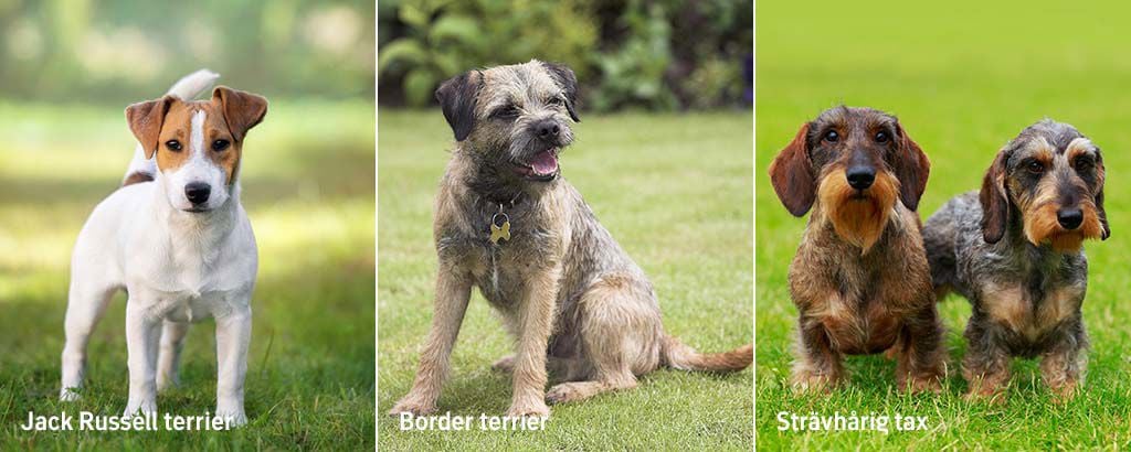ett collage av små terriers