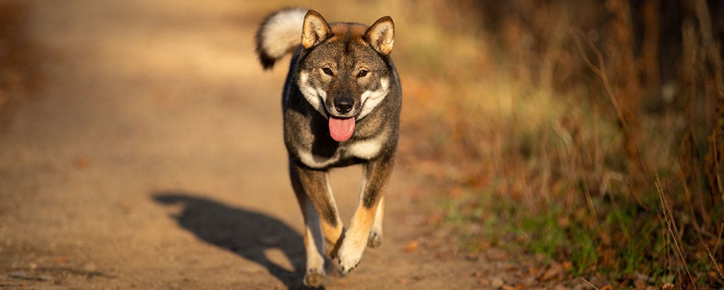 Hund av rasen shikoku springer på en stig med flåsande tunga